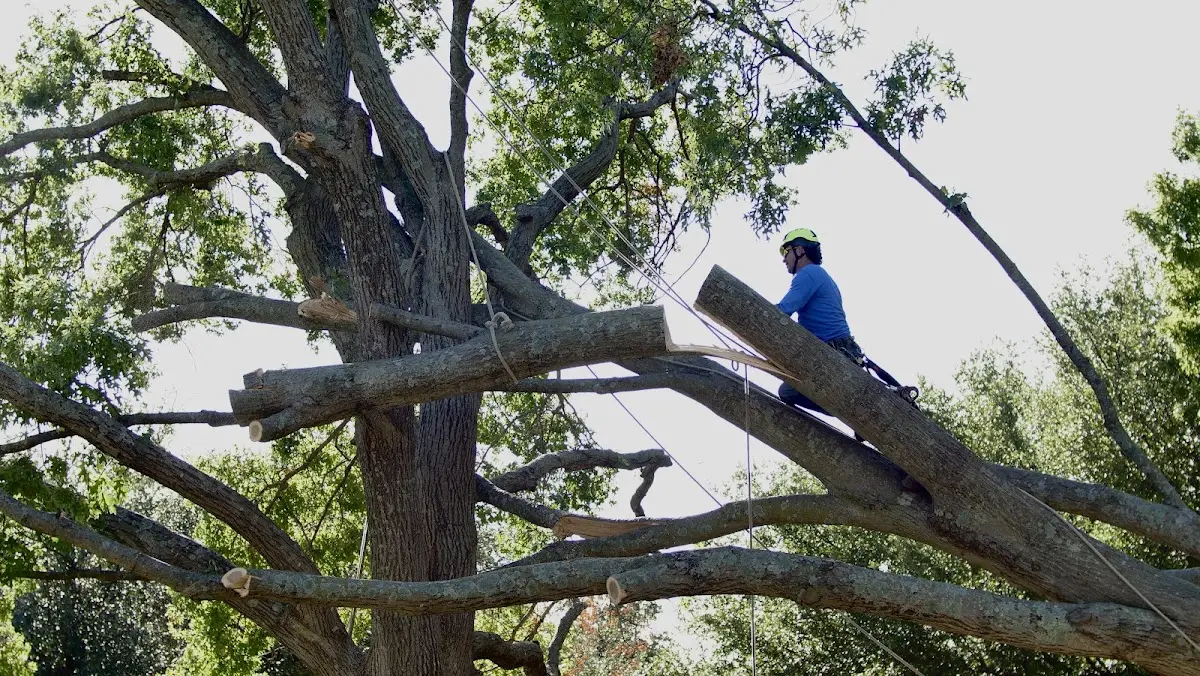 Professional Crown Thinning performed by certified arborists in Preston