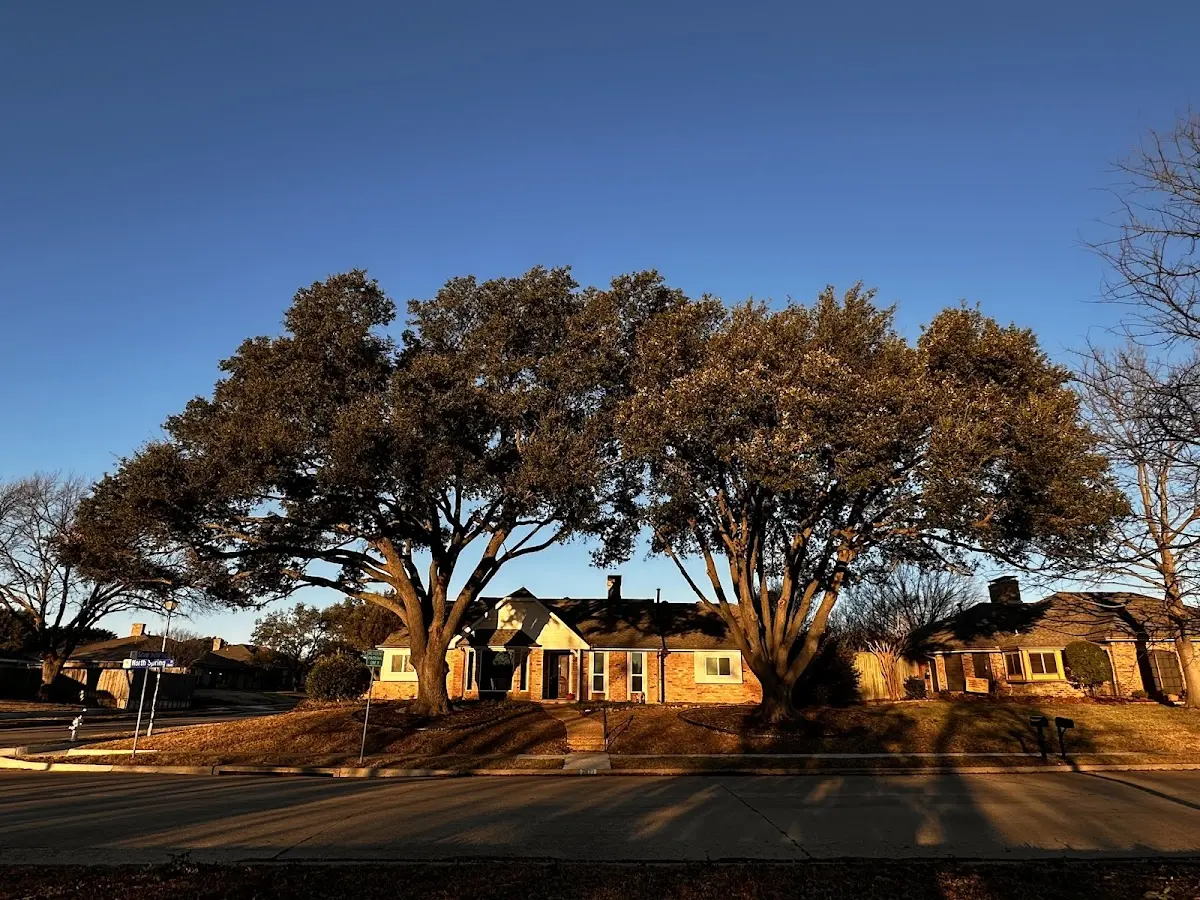 Established residential canopy tree shading a home in Preston